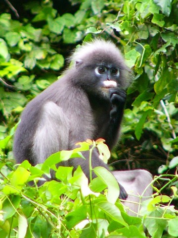 dusky langur 6